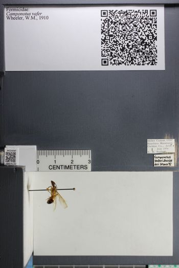 Media type: image; Entomology 675132